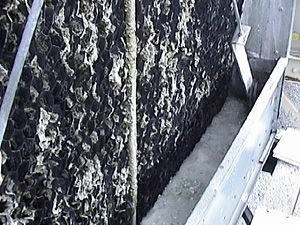 Drift eliminators being inspected on cooling tower